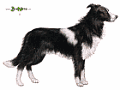 Border-Collie 1024x768