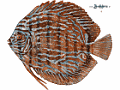 Diskus-Fisch 1024x768
