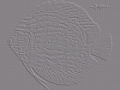 Diskus-Fisch (Relief) 1024x768