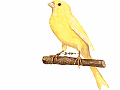 Kanarienvogel 1024x768