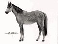 Pferd 1024x768